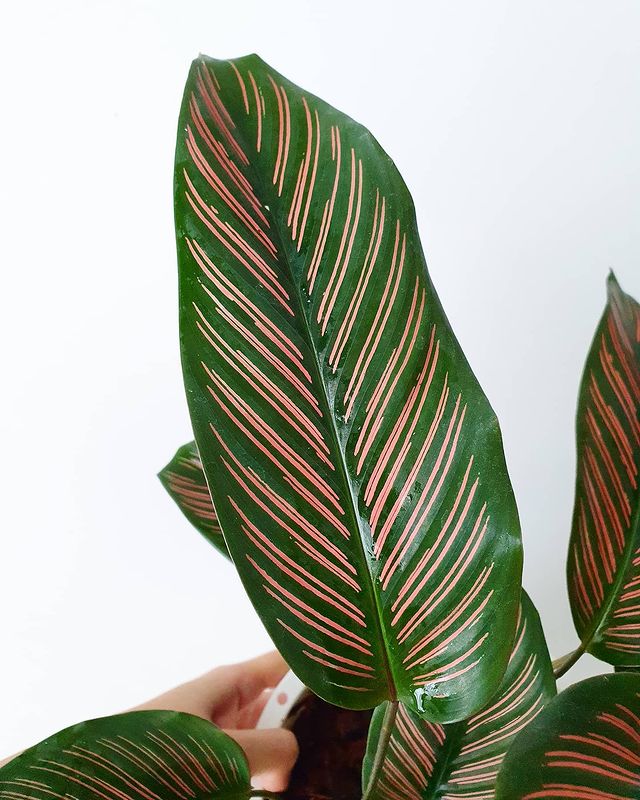 Calathea majestic cv. Roseo-lineata – Boutique Retail Store