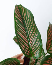 Load image into Gallery viewer, Calathea majestic cv. Roseo-lineata

