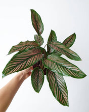 Load image into Gallery viewer, Calathea majestic cv. Roseo-lineata
