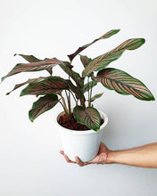 Load image into Gallery viewer, Calathea majestic cv. Roseo-lineata
