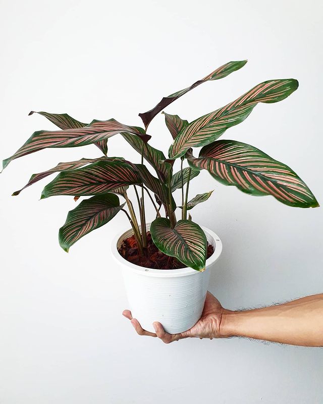 calathea roseo Calathea majestic cv. Roseo-lineata