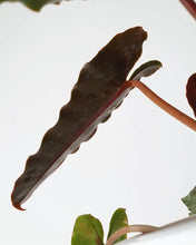 Load image into Gallery viewer, Philodendron billietiae x atabapoense
