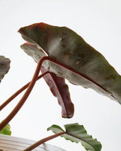 Load image into Gallery viewer, Philodendron billietiae x atabapoense
