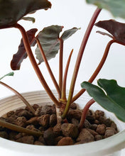 Load image into Gallery viewer, Philodendron billietiae x atabapoense
