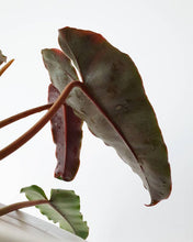Load image into Gallery viewer, Philodendron billietiae x atabapoense
