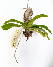 Load image into Gallery viewer, Rhyncostylis gigantea v.alba
