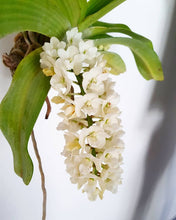 Load image into Gallery viewer, Rhyncostylis gigantea v.alba
